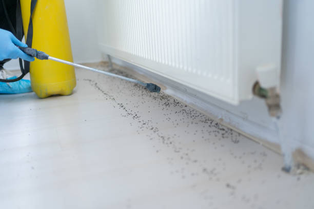 Best Rat Extermination Near Me  in Aurora, MN